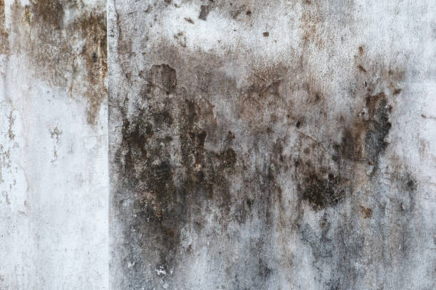 Best Black Mold Removal  in Childersburg, AL