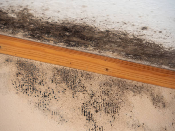 Childersburg, AL Mold Removal Company