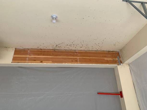 Best Commercial Mold Inspection  in Childersburg, AL