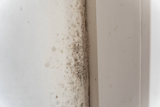 Best Forensic Mold Investigation  in Childersburg, AL