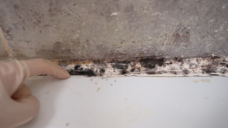 Best Post-Construction Mold Inspection  in Childersburg, AL